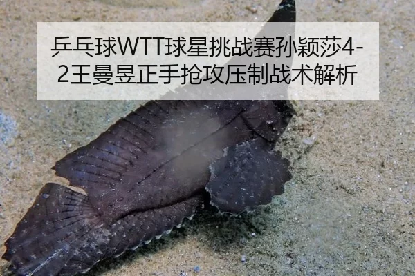 ping-pang-qiu-qiu-xing-tiao-zhan-sai-sun-ying-sha-wang-man-yu-zheng-shou-qiang-gong-ya-zhi-zhan-shu-jie-xi-2-637.jpg